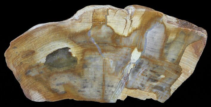 Petrified Wood Section - Oregon #60915